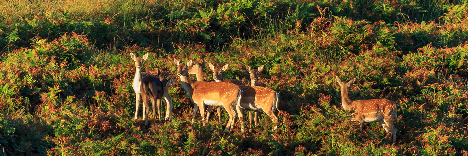Group of deer in the forest
